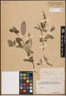 Foto von Salix denticulata Andersson